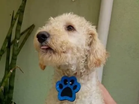 Cachorro ra a Srd idade 1 ano nome Bento