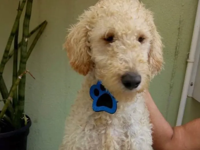 Cachorro ra a Srd idade 1 ano nome Bento