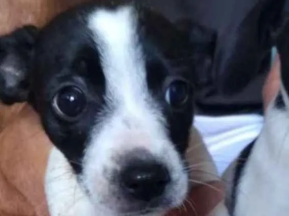 Cachorro ra a Vira lata idade 2 a 6 meses nome Paçoca, Mariazinha, 