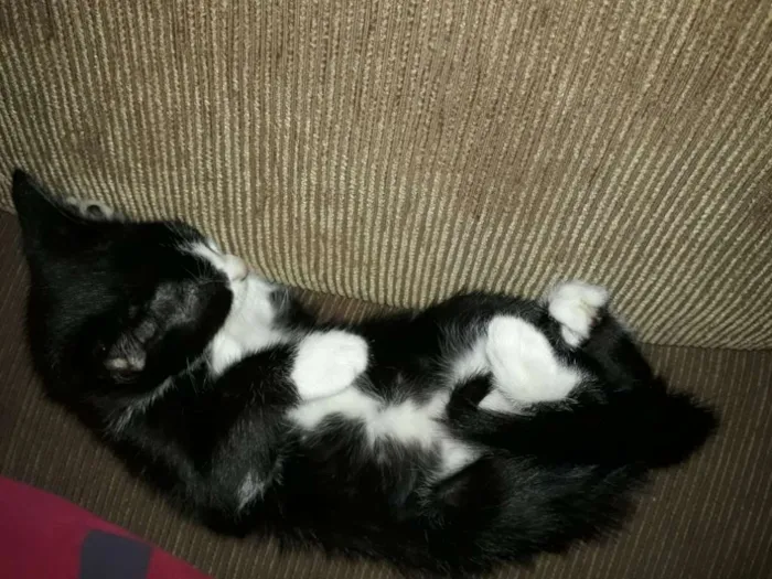 Gato ra a  idade 2 a 6 meses nome Ainda n tem nome,os 
