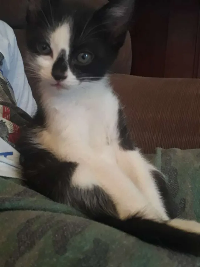 Gato ra a  idade 2 a 6 meses nome Ainda n tem nome,os 