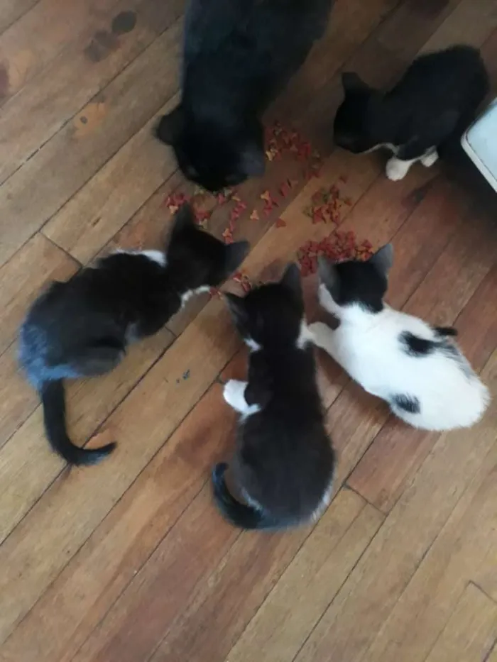 Gato ra a  idade 2 a 6 meses nome Ainda n tem nome,os 