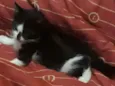 Ainda n tem nome,os 