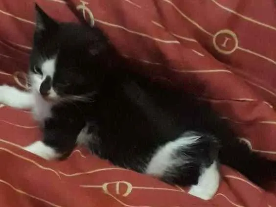 Gato ra a  idade 2 a 6 meses nome Ainda n tem nome,os 