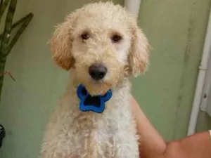 Cachorro raça Srd idade 1 ano nome Bento
