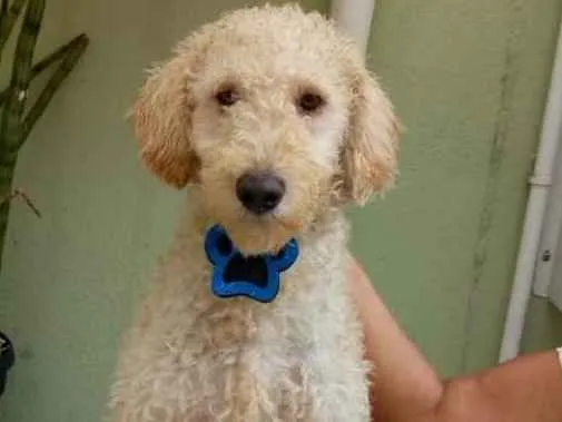 Cachorro ra a Srd idade 1 ano nome Bento