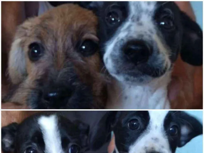 Cachorro ra a Vira lata idade 2 a 6 meses nome Paçoca, Mariazinha, 