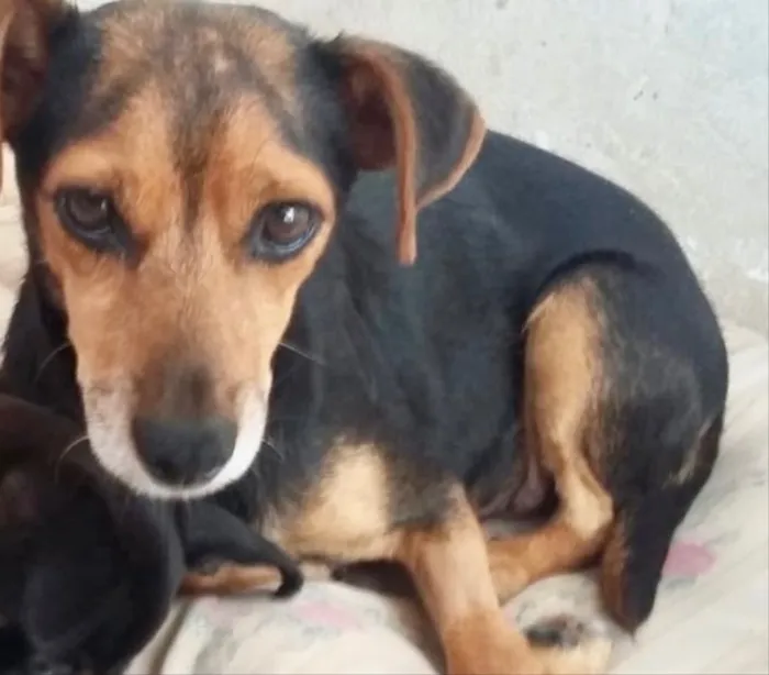 Cachorro ra a SRD idade 2 anos nome Nina