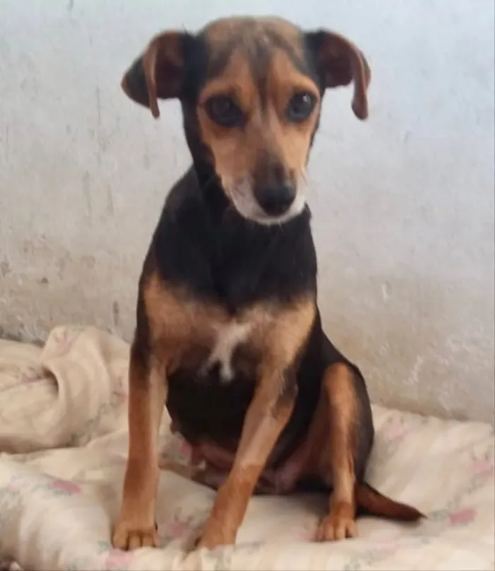 Cachorro ra a SRD idade 2 anos nome Nina