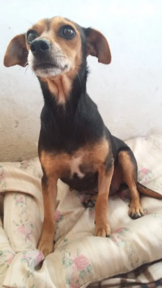 Cachorro ra a SRD idade 2 anos nome Nina