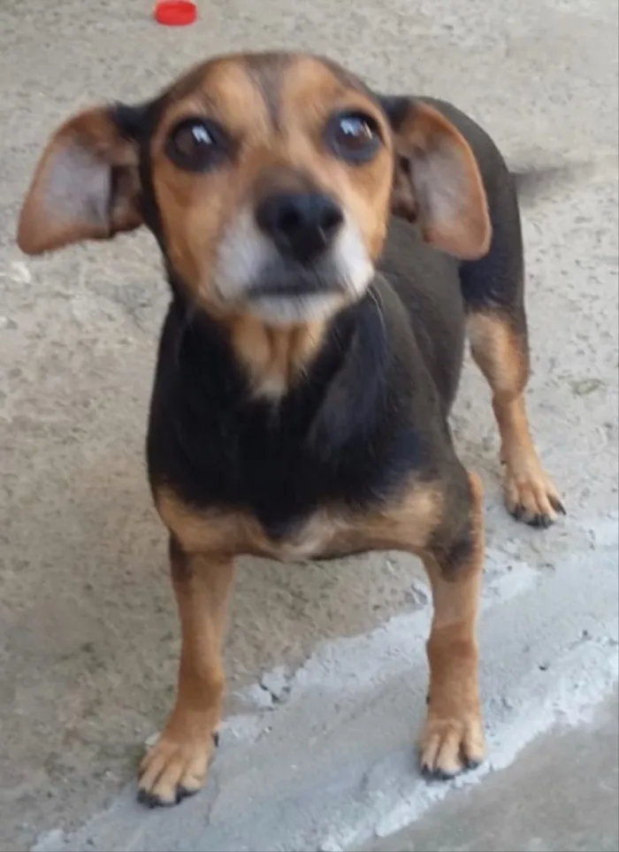 Cachorro ra a SRD idade 2 anos nome Nina