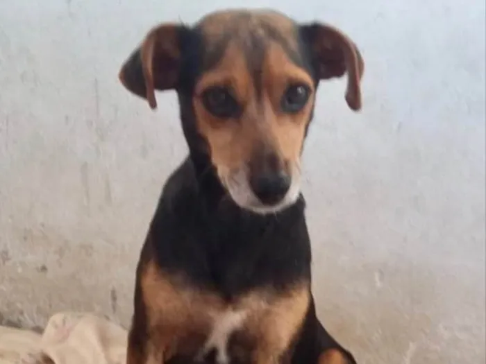 Cachorro ra a SRD idade 2 anos nome Nina