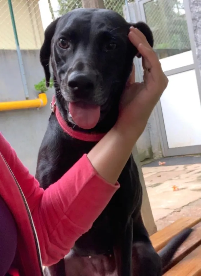 Cachorro ra a SRD idade 2 anos nome Bellinha