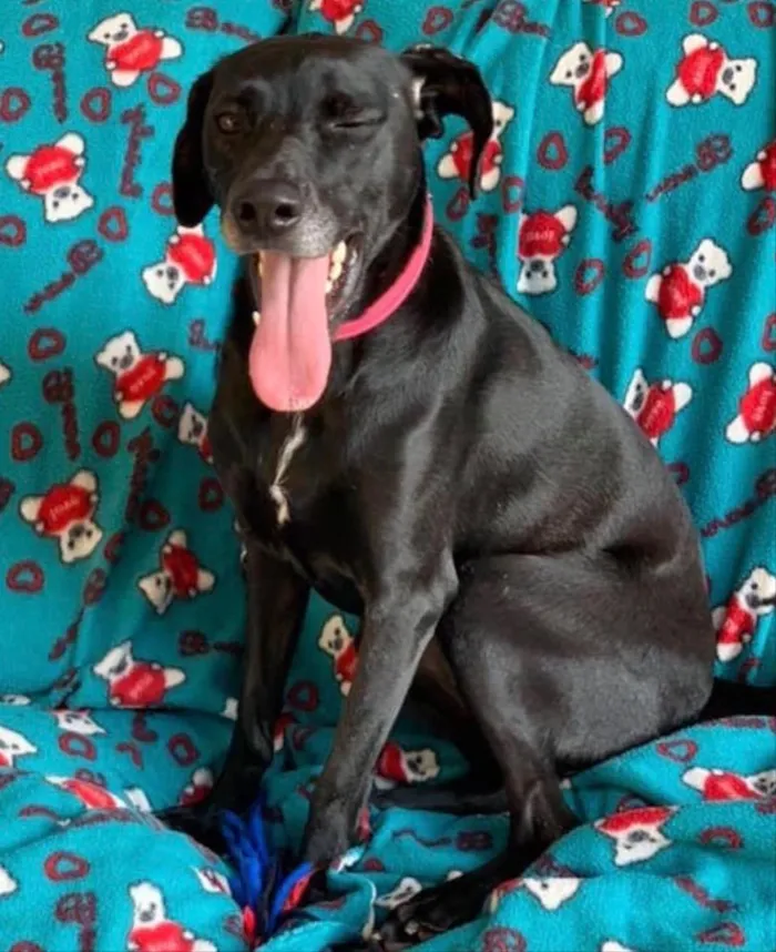 Cachorro ra a SRD idade 2 anos nome Bellinha