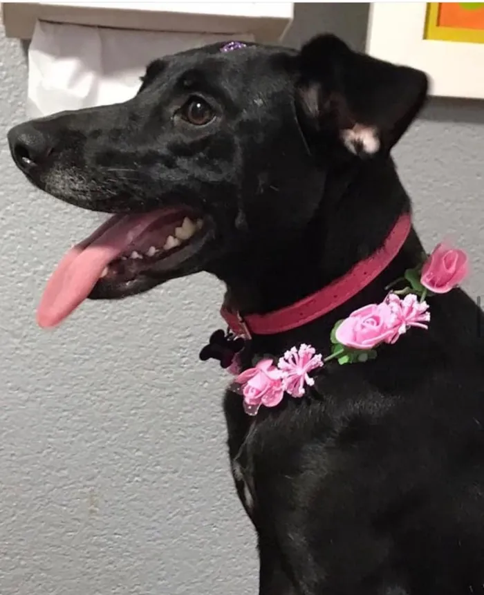Cachorro ra a SRD idade 2 anos nome Bellinha
