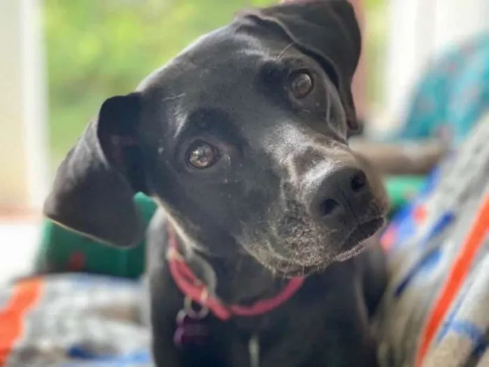 Cachorro ra a SRD idade 2 anos nome Bellinha