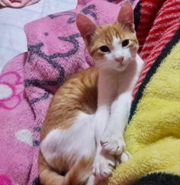 Gato ra a SRD idade 2 a 6 meses nome Picachu