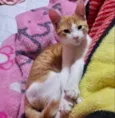 Picachu