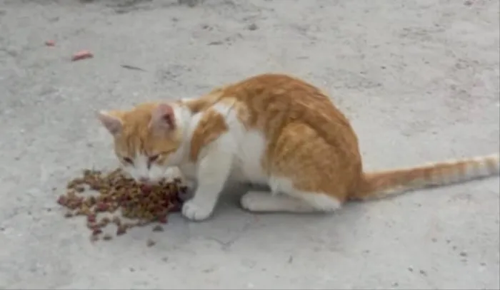 Gato ra a SRD idade 2 a 6 meses nome Picachu