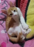 Picachu