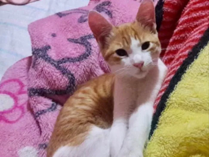Gato ra a SRD idade 2 a 6 meses nome Picachu