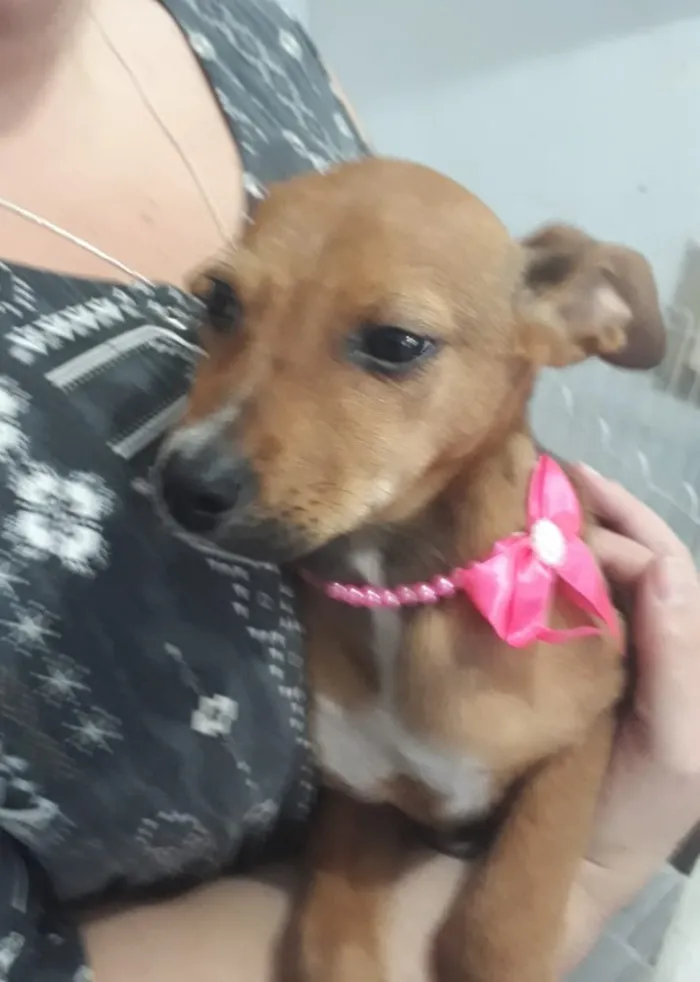 Cachorro ra a Srd linda  idade 2 a 6 meses nome Josephyne linda bebê