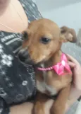 Josephyne linda bebê