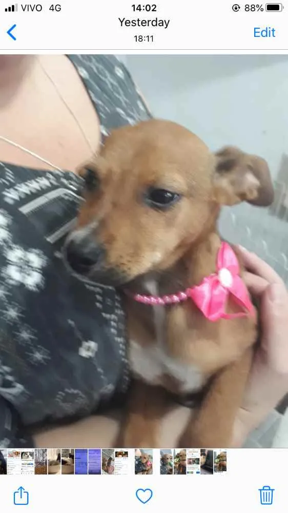 Cachorro ra a Srd linda  idade 2 a 6 meses nome Josephyne linda bebê