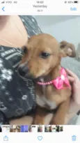 Josephyne linda bebê