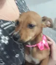 Josephyne linda bebê