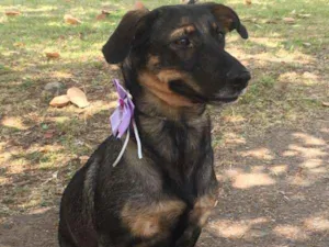 Cachorro raça SRD idade 1 ano nome Bela