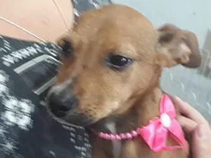 Cachorro raça Srd linda  idade 2 a 6 meses nome Josephyne linda bebê