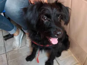 Cachorro raça Poodle mix  idade 7 a 11 meses nome Billy poodle mix 