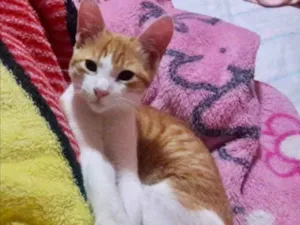 Gato raça SRD idade 2 a 6 meses nome Picachu