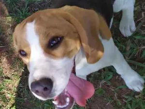 Cachorro raça Beagle idade 7 a 11 meses nome Luna