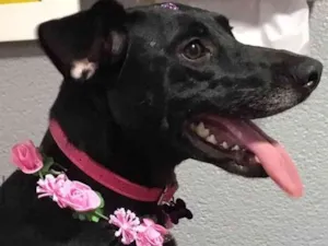 Cachorro raça SRD idade 2 anos nome Bellinha