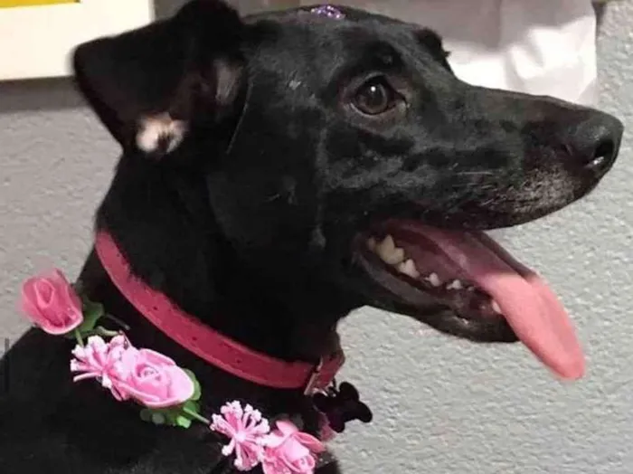 Cachorro ra a SRD idade 2 anos nome Bellinha