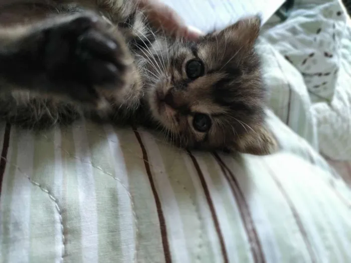 Gato ra a - idade Abaixo de 2 meses nome Não coloquei nome