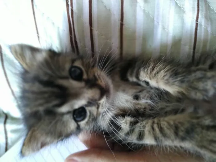 Gato ra a - idade Abaixo de 2 meses nome Não coloquei nome