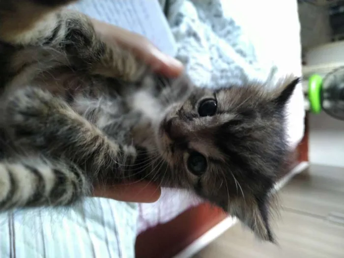 Gato ra a - idade Abaixo de 2 meses nome Não coloquei nome