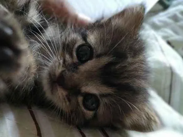 Gato ra a - idade Abaixo de 2 meses nome Não coloquei nome