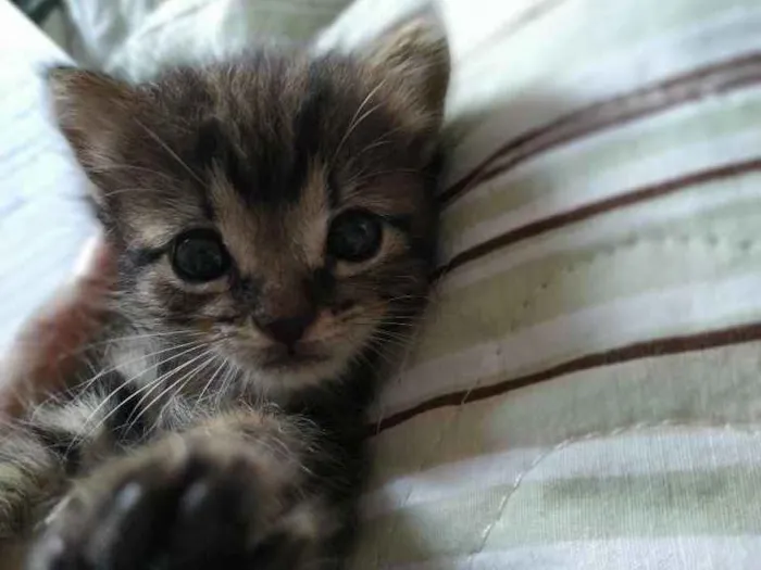 Gato ra a - idade Abaixo de 2 meses nome Não coloquei nome