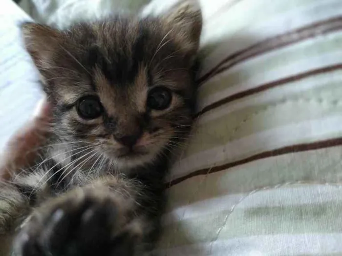 Gato ra a - idade Abaixo de 2 meses nome Não coloquei nome