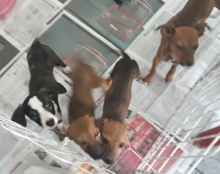Cachorro ra a Srd  idade 2 a 6 meses nome Joylson lindo bebê 