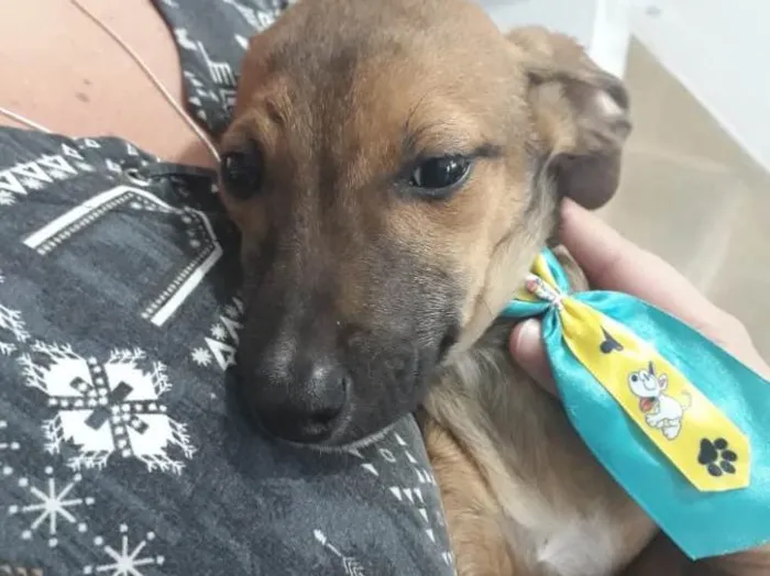 Cachorro ra a Srd  idade 2 a 6 meses nome Joylson lindo bebê 