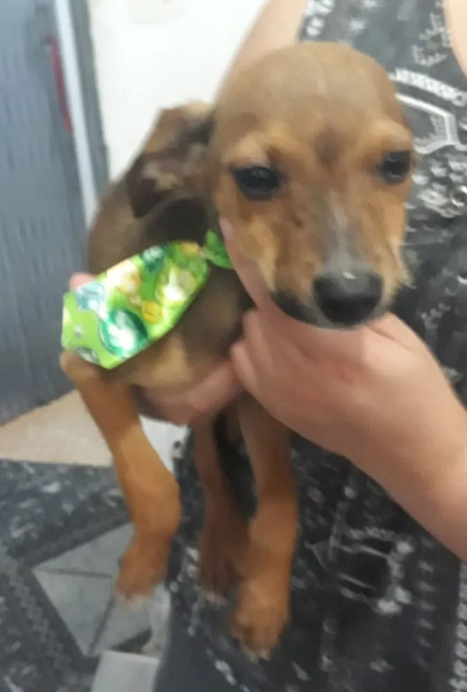 Cachorro ra a Srd  idade 2 a 6 meses nome Nelson bebê fofo 