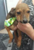 Nelson bebê fofo