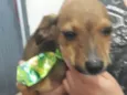 Nelson bebê fofo