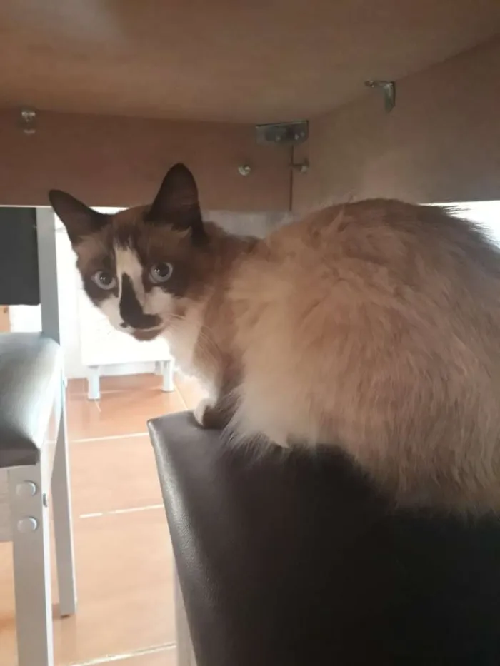 Gato ra a é derrasa  idade 1 ano nome Mister 