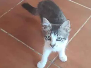 Gato raça é derrasa  idade 1 ano nome Mister 